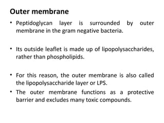 Outer membrane
• Peptidoglycan layer is surrounded by outer
membrane in the gram negative bacteria.
• Its outside leaflet is made up of lipopolysaccharides,
rather than phospholipids.
• For this reason, the outer membrane is also called
the lipopolysaccharide layer or LPS.
• The outer membrane functions as a protective
barrier and excludes many toxic compounds.
 