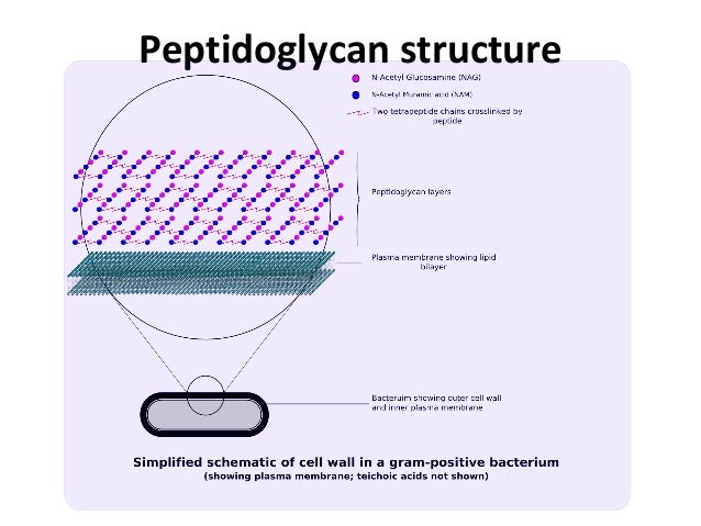 Bacterial cell wall