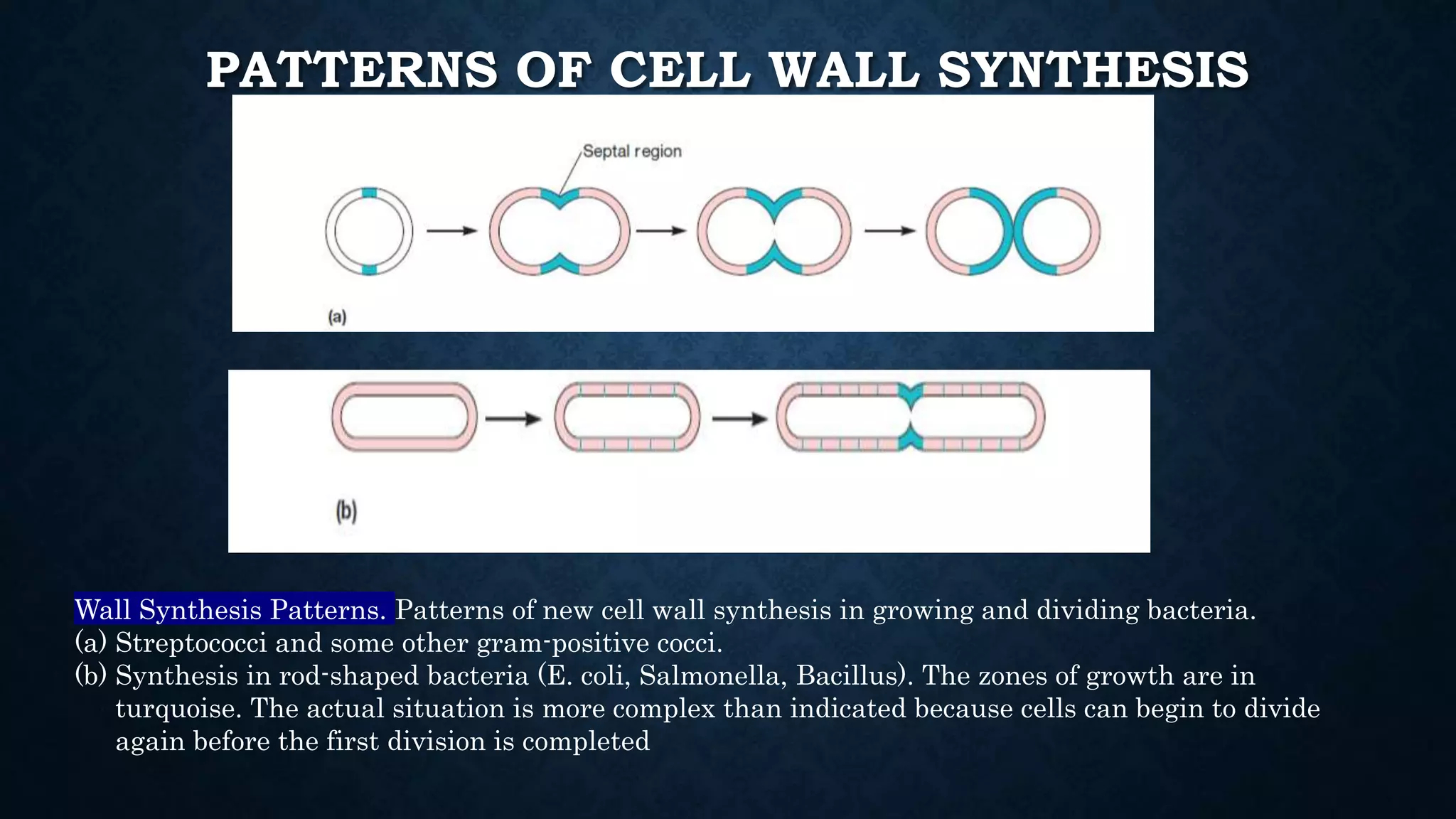 PATTERNS OF CELL WALL SYNTHESIS
Wall Synthesis Patterns. Patterns of new cell wall synthesis in growing and dividing bacteria.
(a) Streptococci and some other gram-positive cocci.
(b) Synthesis in rod-shaped bacteria (E. coli, Salmonella, Bacillus). The zones of growth are in
turquoise. The actual situation is more complex than indicated because cells can begin to divide
again before the first division is completed
 