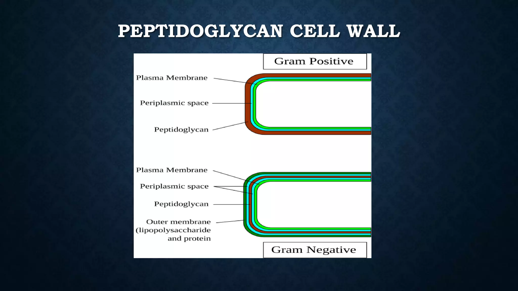 PEPTIDOGLYCAN CELL WALL
 