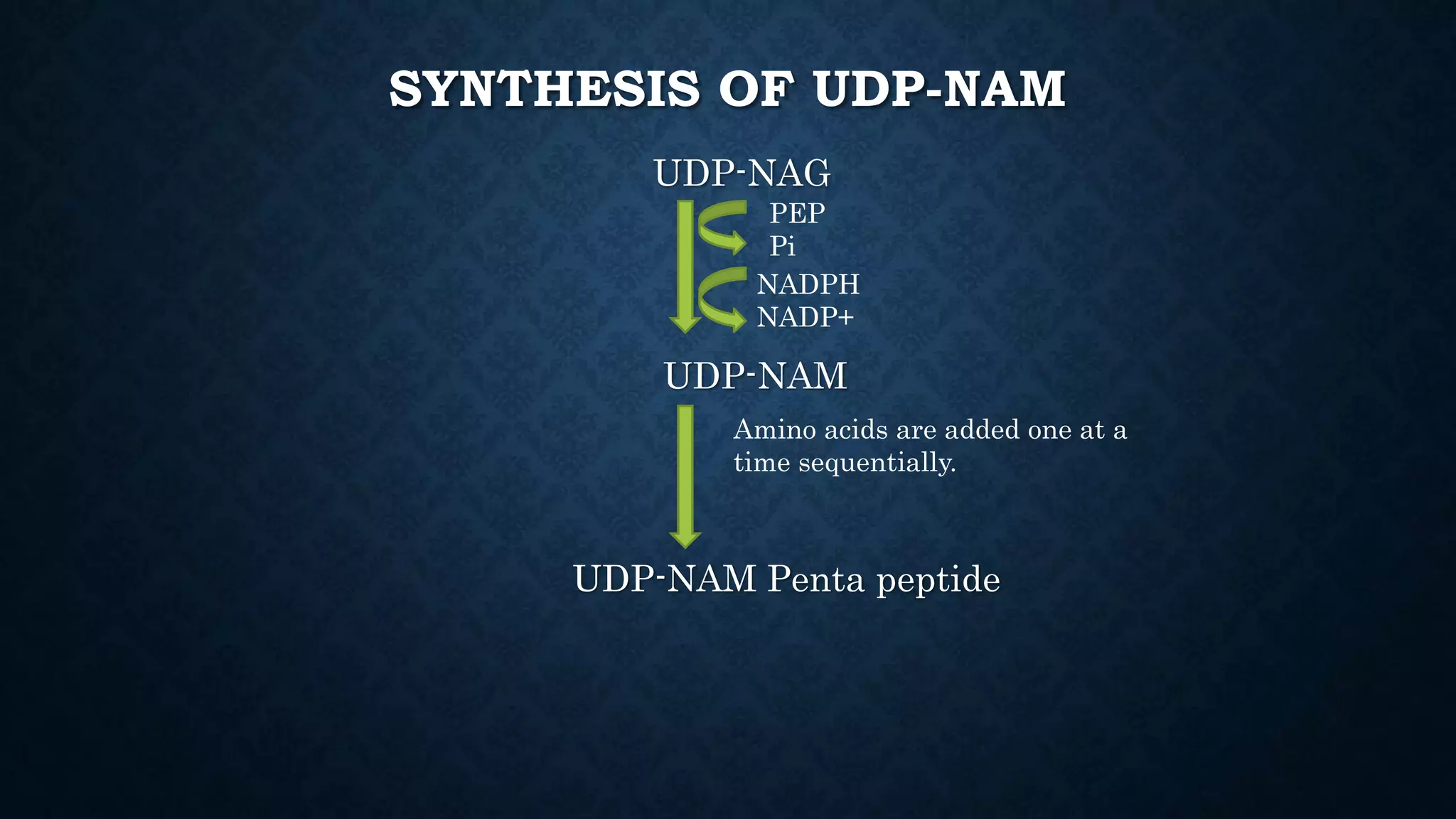 SYNTHESIS OF UDP-NAM
UDP-NAG
UDP-NAM
UDP-NAM Penta peptide
PEP
Pi
NADPH
NADP+
Amino acids are added one at a
time sequentially.
 