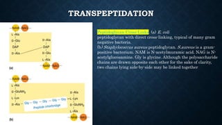 TRANSPEPTIDATION
Peptidoglycan Cross-Links. (a) E. coli
peptidoglycan with direct cross-linking, typical of many gram
negative bacteria.
(b) Staphylococcus aureus peptidoglycan. S.aureus is a gram-
positive bacterium. NAM is N-acetylmuramic acid. NAG is N-
acetylglucosamine. Gly is glycine. Although the polysaccharide
chains are drawn opposite each other for the sake of clarity,
two chains lying side-by-side may be linked together
 