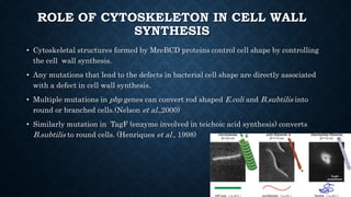 ROLE OF CYTOSKELETON IN CELL WALL
SYNTHESIS
• Cytoskeletal structures formed by MreBCD proteins control cell shape by controlling
the cell wall synthesis.
• Any mutations that lead to the defects in bacterial cell shape are directly associated
with a defect in cell wall synthesis.
• Multiple mutations in pbp genes can convert rod shaped E.coli and B.subtilis into
round or branched cells.(Nelson et al.,2000)
• Similarly mutation in TagF (enzyme involved in teichoic acid synthesis) converts
B.subtilis to round cells. (Henriques et al., 1998)
 