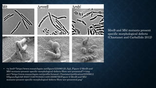 • <a href="https://www.researchgate.net/figure/225086120_fig2_Figure-2-MreB-and-
Mbl-mutants-present-specific-morphological-defects-Here-are-presented"><img
src="https://www.researchgate.net/profile/Arnaud_Chastanet/publication/22508612
0/figure/fig2/AS:302571546791942@1449150086790/Figure-2-MreB-and-Mbl-
mutants-present-specific-morphological-defects-Here-are-presented.png"
MreB and Mbl mutants present
specific morphological defects
(Chastanet and Carballido 2012)
 