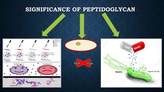 SIGNIFICANCE OF PEPTIDOGLYCAN
Osmotic lysis
 