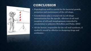 CONCLUSION
• Peptidoglycan wall is crucial for the bacterial growth,
protection and maintenance of the cell shape.
• Cytoskeletons play a crucial role in cell shape
determination but the specific effectors of cell wall
receptors of cell wall morphogenesis controlled by
cytoskeleton is unknown (Scheffers and Pinho, 2005)
• All the factors, responsible for the cell wall synthesis, if
studied it would be effective in designing drugs and
antibiotics.
 