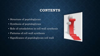 CONTENTS
• Structure of peptidoglycan
• Synthesis of peptidoglycan
• Role of cytoskeleton in cell wall synthesis
• Patterns of cell wall synthesis
• Significance of peptidoglycan cell wall
 
