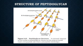 STRUCTURE OF PEPTIDOGLYCAN
 