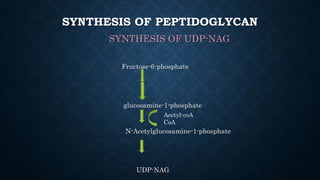 SYNTHESIS OF PEPTIDOGLYCAN
SYNTHESIS OF UDP-NAG
Fructose-6-phosphate
glucosamine-1-phosphate
N-Acetylglucosamine-1-phosphate
UDP-NAG
Acetyl-coA
CoA
 