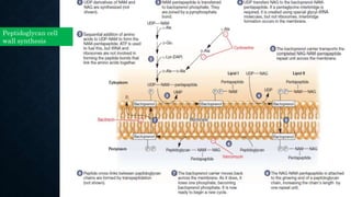 Peptidoglycan cell
wall synthesis
 