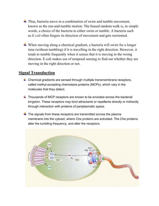 Run Bacteria BACTERIAL CHEMOTAXIS FOR B.Sc BOTANY/BIOTECHNOLOGY SEM 1 | PDF