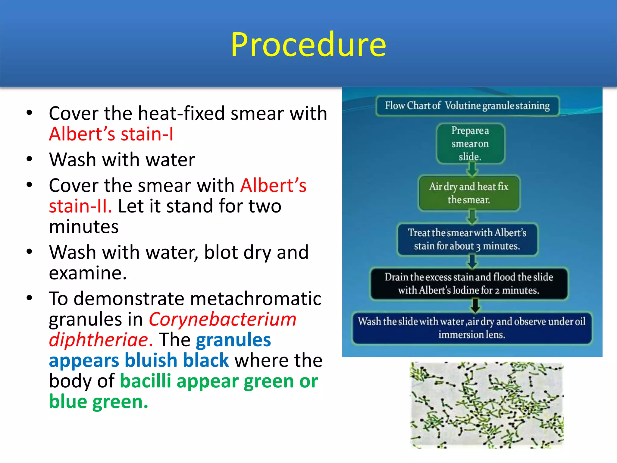 Procedure
• Cover the heat-fixed smear with
Albert’s stain-I
• Wash with water
• Cover the smear with Albert’s
stain-II. Let it stand for two
minutes
• Wash with water, blot dry and
examine.
• To demonstrate metachromatic
granules in Corynebacterium
diphtheriae. The granules
appears bluish black where the
body of bacilli appear green or
blue green.
 