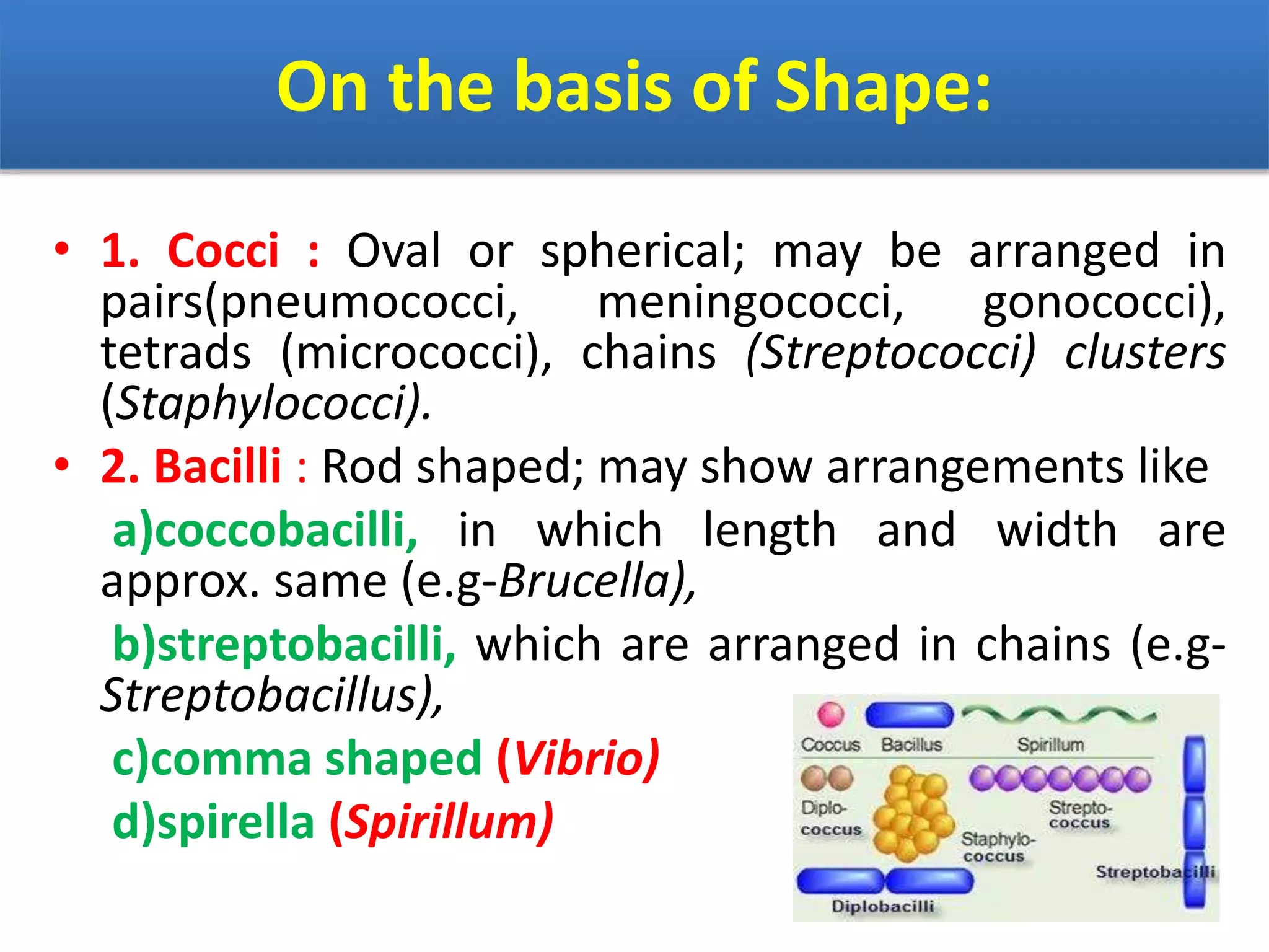 On the basis of Shape:
• 1. Cocci : Oval or spherical; may be arranged in
pairs(pneumococci, meningococci, gonococci),
tetrads (micrococci), chains (Streptococci) clusters
(Staphylococci).
• 2. Bacilli : Rod shaped; may show arrangements like
a)coccobacilli, in which length and width are
approx. same (e.g-Brucella),
b)streptobacilli, which are arranged in chains (e.g-
Streptobacillus),
c)comma shaped (Vibrio)
d)spirella (Spirillum)
 