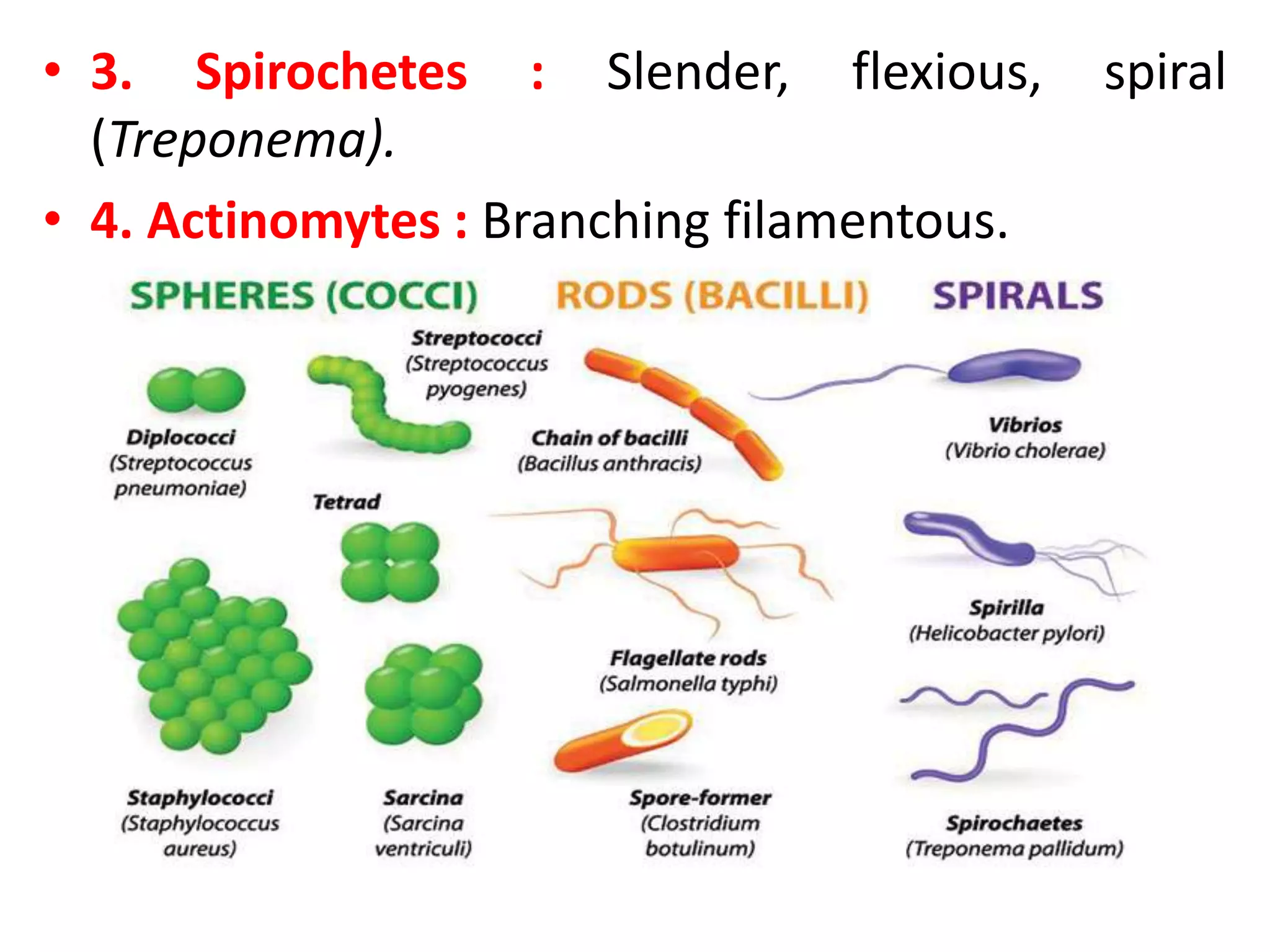 • 3. Spirochetes : Slender, flexious, spiral
(Treponema).
• 4. Actinomytes : Branching filamentous.
 