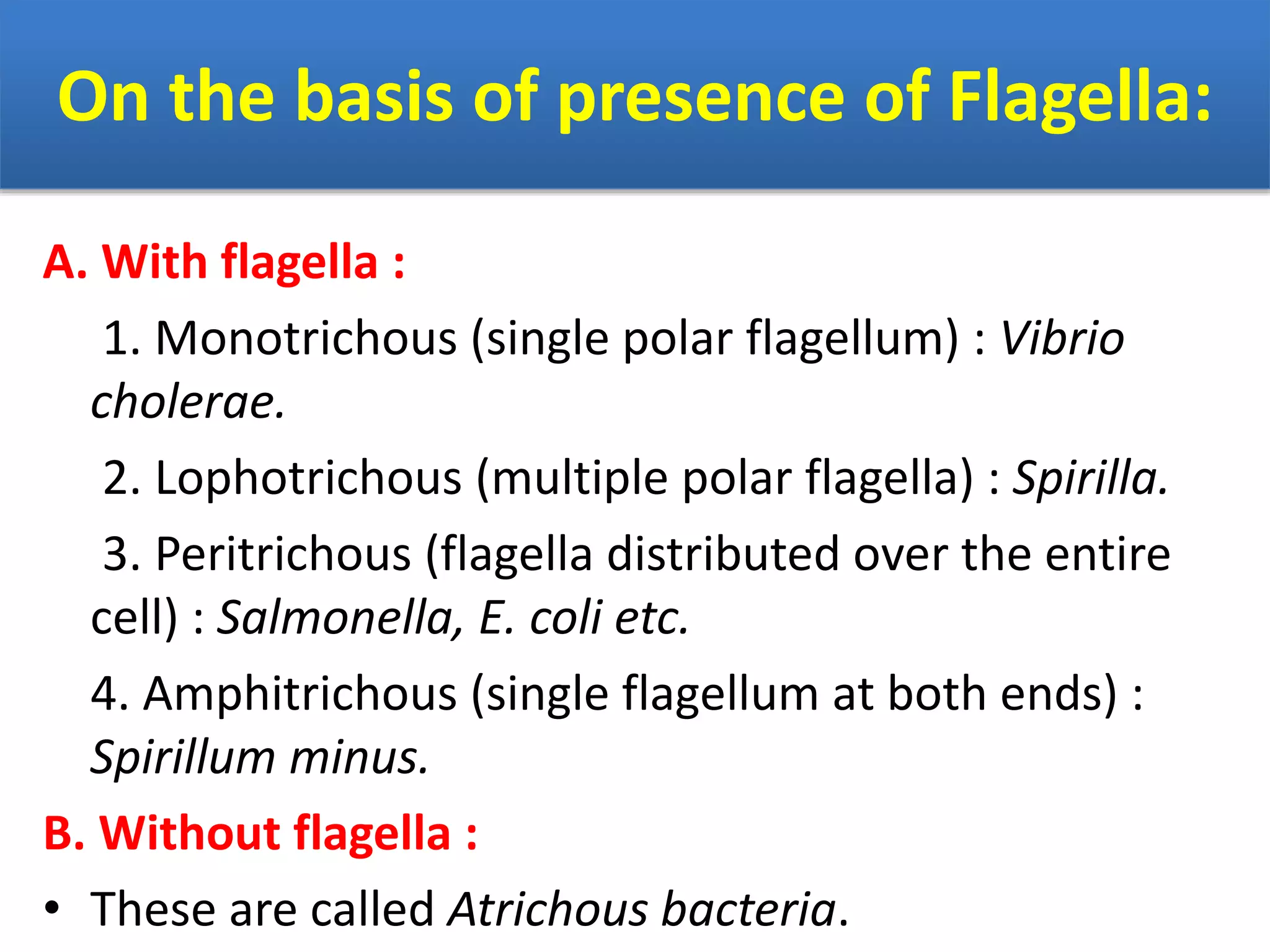 On the basis of presence of Flagella:
A. With flagella :
1. Monotrichous (single polar flagellum) : Vibrio
cholerae.
2. Lophotrichous (multiple polar flagella) : Spirilla.
3. Peritrichous (flagella distributed over the entire
cell) : Salmonella, E. coli etc.
4. Amphitrichous (single flagellum at both ends) :
Spirillum minus.
B. Without flagella :
• These are called Atrichous bacteria.
 