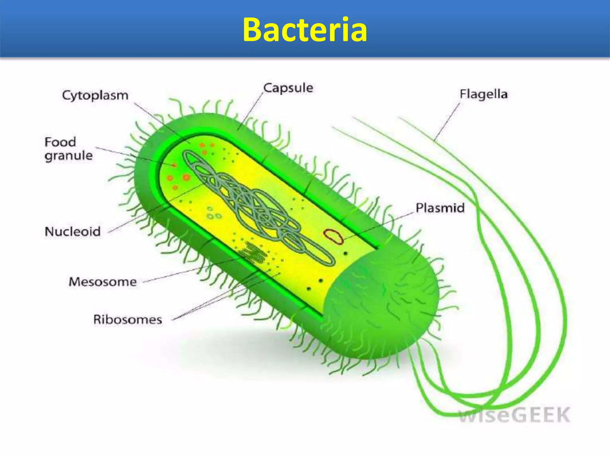 Bacteria
 