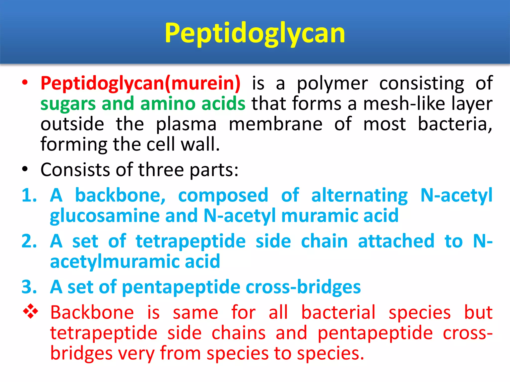 Peptidoglycan
• Peptidoglycan(murein) is a polymer consisting of
sugars and amino acids that forms a mesh-like layer
outside the plasma membrane of most bacteria,
forming the cell wall.
• Consists of three parts:
1. A backbone, composed of alternating N-acetyl
glucosamine and N-acetyl muramic acid
2. A set of tetrapeptide side chain attached to N-
acetylmuramic acid
3. A set of pentapeptide cross-bridges
 Backbone is same for all bacterial species but
tetrapeptide side chains and pentapeptide cross-
bridges very from species to species.
 