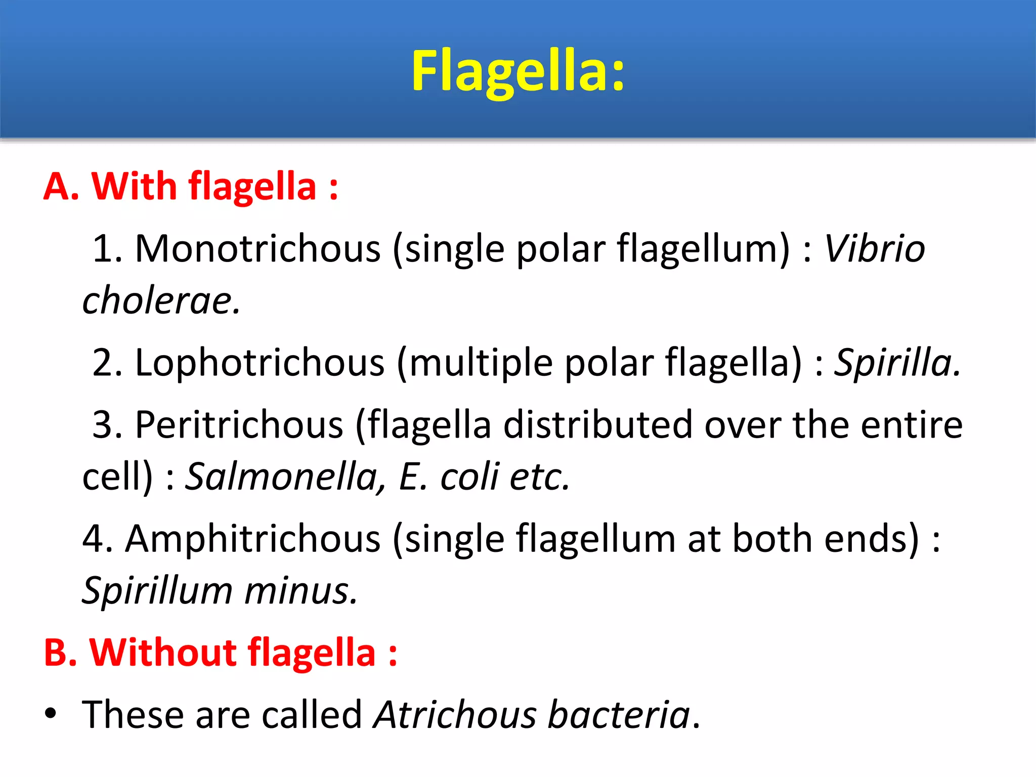 Flagella:
A. With flagella :
1. Monotrichous (single polar flagellum) : Vibrio
cholerae.
2. Lophotrichous (multiple polar flagella) : Spirilla.
3. Peritrichous (flagella distributed over the entire
cell) : Salmonella, E. coli etc.
4. Amphitrichous (single flagellum at both ends) :
Spirillum minus.
B. Without flagella :
• These are called Atrichous bacteria.
 