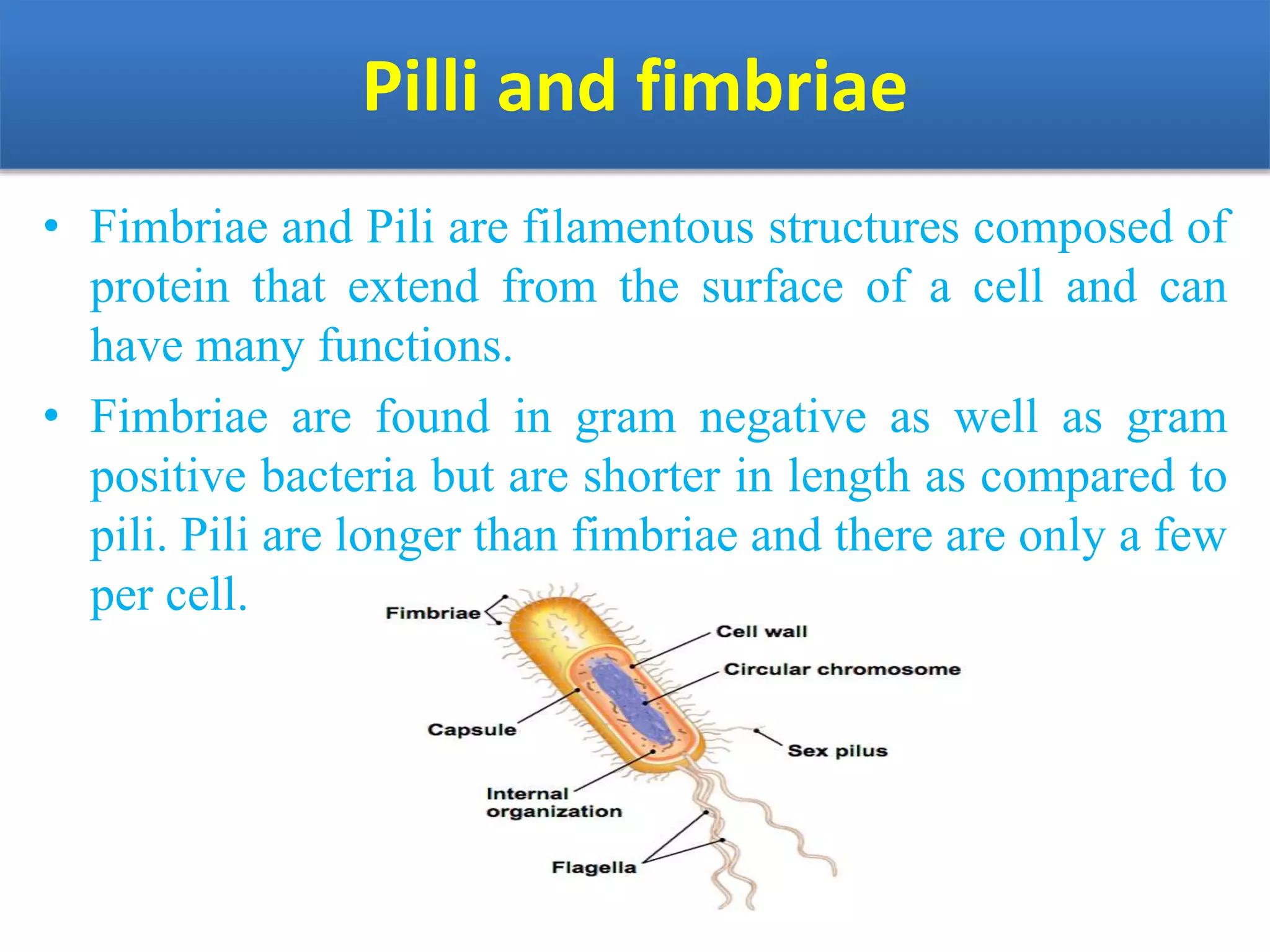 Pilli and fimbriae
• Fimbriae and Pili are filamentous structures composed of
protein that extend from the surface of a cell and can
have many functions.
• Fimbriae are found in gram negative as well as gram
positive bacteria but are shorter in length as compared to
pili. Pili are longer than fimbriae and there are only a few
per cell.
 