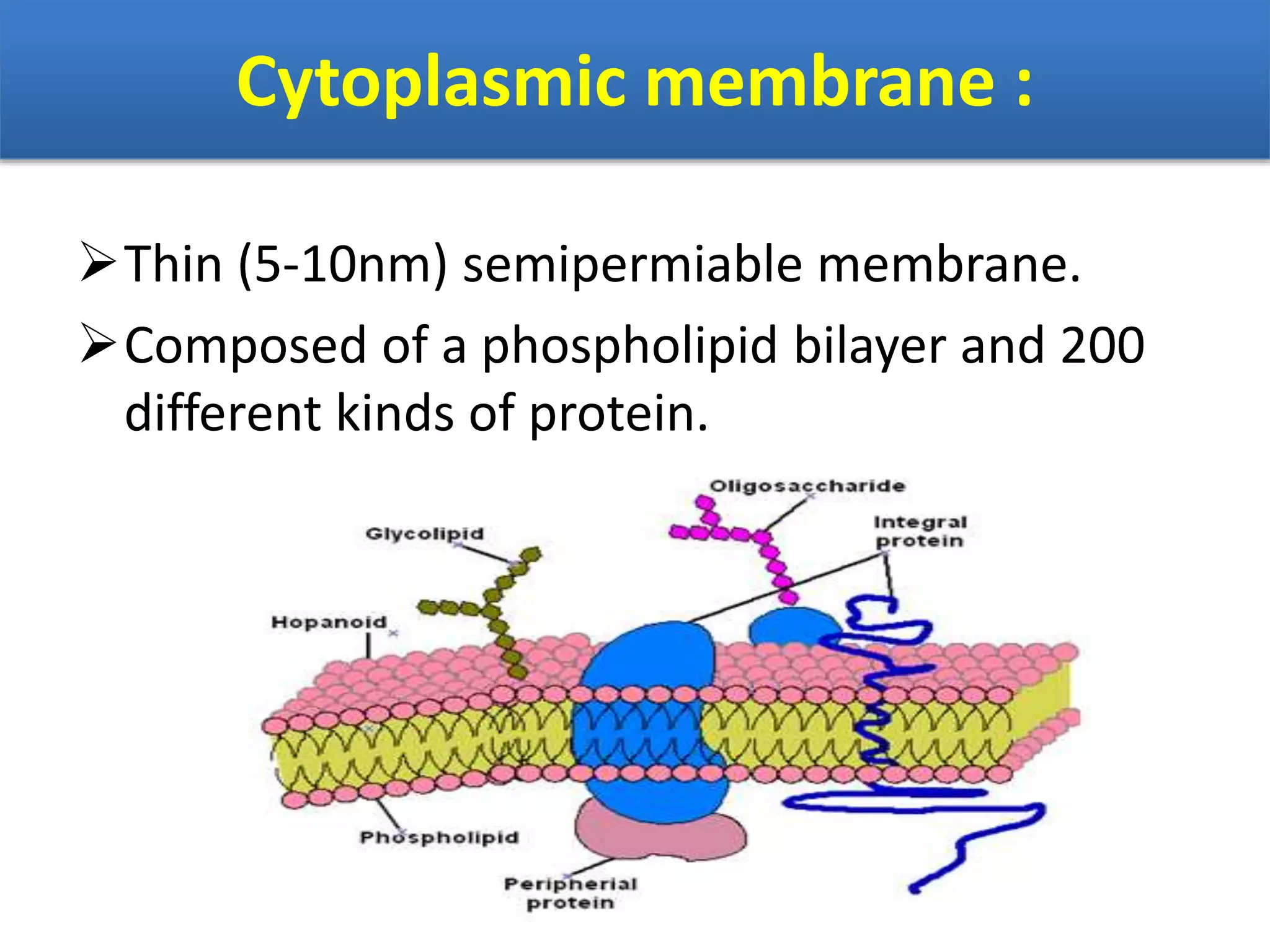 Cytoplasmic membrane :
Thin (5-10nm) semipermiable membrane.
Composed of a phospholipid bilayer and 200
different kinds of protein.
 