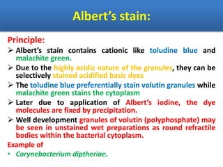 Albert’s stain:
Principle:
 Albert’s stain contains cationic like toludine blue and
malachite green.
 Due to the highly acidic nature of the granules, they can be
selectively stained acidified basic dyes
 The toludine blue preferentially stain volutin granules while
malachite green stains the cytoplasm
 Later due to application of Albert’s iodine, the dye
molecules are fixed by precipitation.
 Well development granules of volutin (polyphosphate) may
be seen in unstained wet preparations as round refractile
bodies within the bacterial cytoplasm.
Example of
• Corynebacterium diptheriae.
 