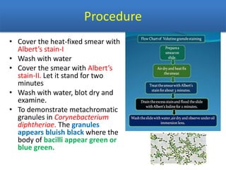 Procedure
• Cover the heat-fixed smear with
Albert’s stain-I
• Wash with water
• Cover the smear with Albert’s
stain-II. Let it stand for two
minutes
• Wash with water, blot dry and
examine.
• To demonstrate metachromatic
granules in Corynebacterium
diphtheriae. The granules
appears bluish black where the
body of bacilli appear green or
blue green.
 