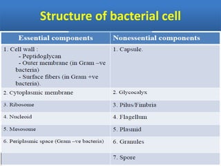 Structure of bacterial cell
 
