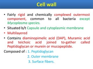 Cell wall
• Fairly rigid and chemically complexed outermost
component, common to all bacteria except
Mycoplasma species.
• Situated b/t Capsule and cytoplasmic membrane
• Multilayered
• Contains diaminopimelic acid (DAP), Muramic acid
and teichoic acid joined to-gather called
Peptidoglycan or murein or mucopeptide.
Composed of : 1. Peptidoglycan
2. Outer membrane
3. Surface fibers.
 