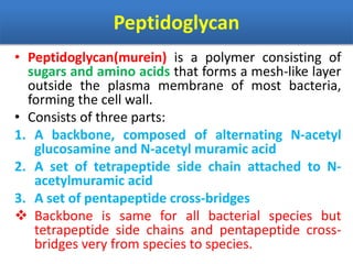 Peptidoglycan
• Peptidoglycan(murein) is a polymer consisting of
sugars and amino acids that forms a mesh-like layer
outside the plasma membrane of most bacteria,
forming the cell wall.
• Consists of three parts:
1. A backbone, composed of alternating N-acetyl
glucosamine and N-acetyl muramic acid
2. A set of tetrapeptide side chain attached to N-
acetylmuramic acid
3. A set of pentapeptide cross-bridges
 Backbone is same for all bacterial species but
tetrapeptide side chains and pentapeptide cross-
bridges very from species to species.
 
