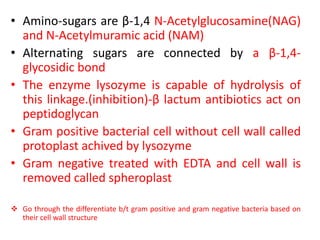 • Amino-sugars are β-1,4 N-Acetylglucosamine(NAG)
and N-Acetylmuramic acid (NAM)
• Alternating sugars are connected by a β-1,4-
glycosidic bond
• The enzyme lysozyme is capable of hydrolysis of
this linkage.(inhibition)-β lactum antibiotics act on
peptidoglycan
• Gram positive bacterial cell without cell wall called
protoplast achived by lysozyme
• Gram negative treated with EDTA and cell wall is
removed called spheroplast
 Go through the differentiate b/t gram positive and gram negative bacteria based on
their cell wall structure
 