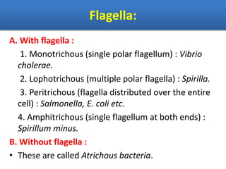 Flagella:
A. With flagella :
1. Monotrichous (single polar flagellum) : Vibrio
cholerae.
2. Lophotrichous (multiple polar flagella) : Spirilla.
3. Peritrichous (flagella distributed over the entire
cell) : Salmonella, E. coli etc.
4. Amphitrichous (single flagellum at both ends) :
Spirillum minus.
B. Without flagella :
• These are called Atrichous bacteria.
 