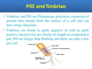 Pilli and fimbriae
• Fimbriae and Pili are filamentous structures composed of
protein that extend from the surface of a cell and can
have many functions.
• Fimbriae are found in gram negative as well as gram
positive bacteria but are shorter in length as compared to
pili. Pili are longer than fimbriae and there are only a few
per cell.
 