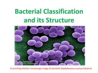 Bacterial Classification
and its Structure
A scanning electron microscope image of resistant Staphylococcus aureus bacteria
 