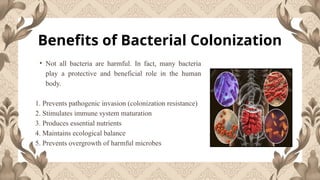 Microbiology Lecture-1 : BACTERIAL COLONIZATION- Bacterial colonization ...