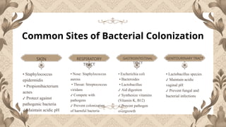 Pathogen Colonization Microbiology Lecture-1 : BACTERIAL COLONIZATION- Bacterial colonization ...