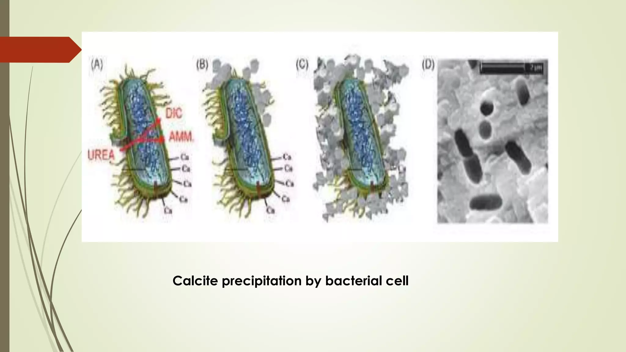 Calcite precipitation by bacterial cell
 