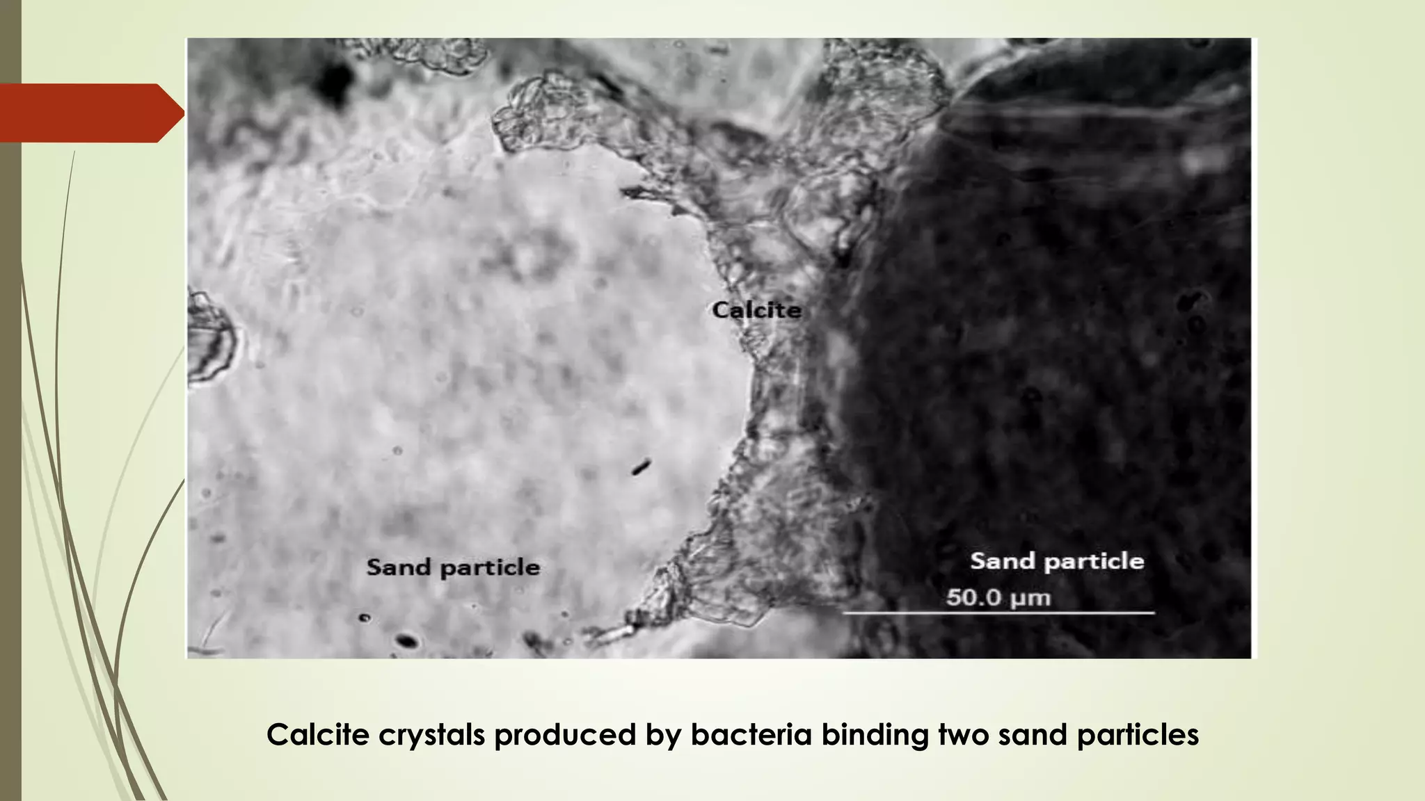 Calcite crystals produced by bacteria binding two sand particles
 
