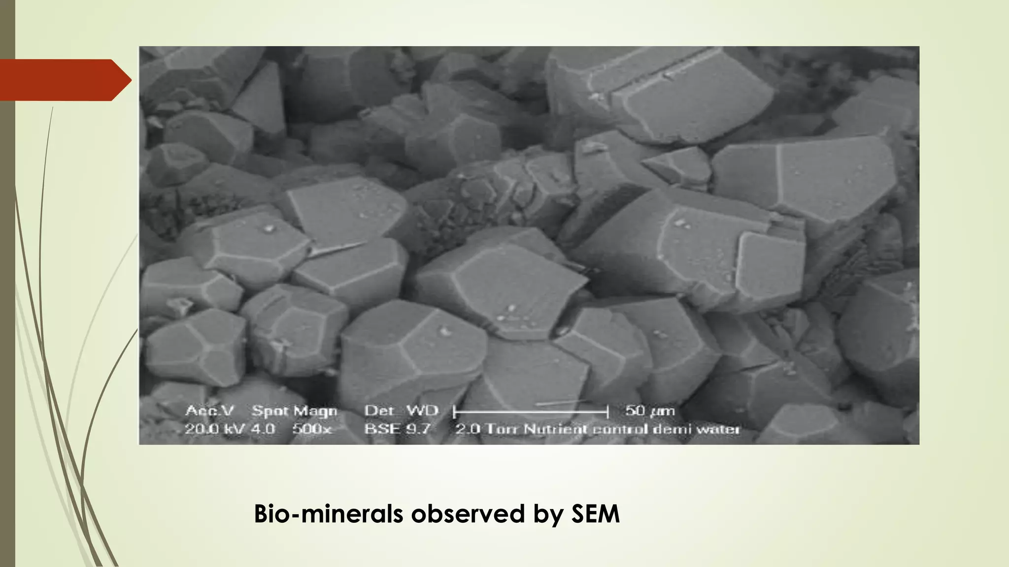 Bio-minerals observed by SEM
 