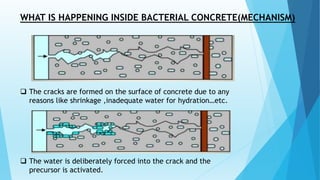WHAT IS HAPPENING INSIDE BACTERIAL CONCRETE(MECHANISM)
 The cracks are formed on the surface of concrete due to any
reasons like shrinkage ,inadequate water for hydration…etc.
 The water is deliberately forced into the crack and the
precursor is activated.
 