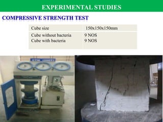 Cube size 150x150x150mm
Cube without bacteria
Cube with bacteria
9 NOS
9 NOS
EXPERIMENTAL STUDIES
 