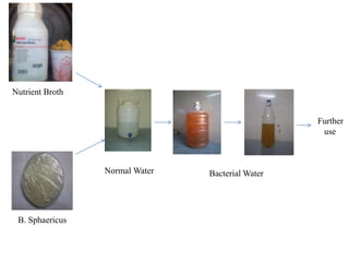 Bacterial Water
Nutrient Broth
B. Sphaericus
Further
use
Normal Water
 
