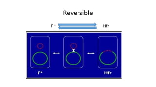 Reversible
F + Hfr
 