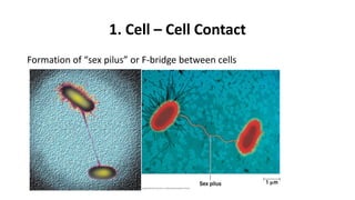 1. Cell – Cell Contact
Formation of “sex pilus” or F-bridge between cells
 