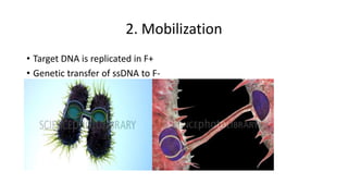 2. Mobilization
• Target DNA is replicated in F+
• Genetic transfer of ssDNA to F-
 