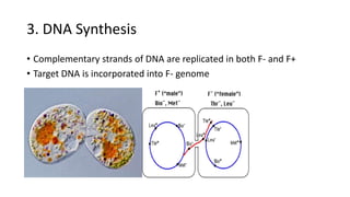 3. DNA Synthesis
• Complementary strands of DNA are replicated in both F- and F+
• Target DNA is incorporated into F- genome
 