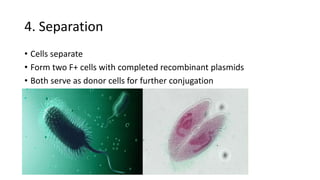 4. Separation
• Cells separate
• Form two F+ cells with completed recombinant plasmids
• Both serve as donor cells for further conjugation
 