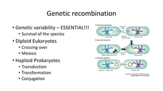 Genetic recombination
• Genetic variability – ESSENTIAL!!!
• Survival of the species
• Diploid Eukaryotes
• Crossing over
• Meiosis
• Haploid Prokaryotes
• Transduction
• Transformation
• Conjugation
 
