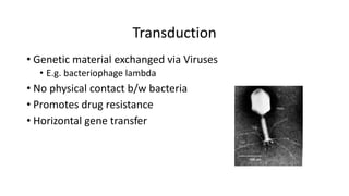 Transduction
• Genetic material exchanged via Viruses
• E.g. bacteriophage lambda
• No physical contact b/w bacteria
• Promotes drug resistance
• Horizontal gene transfer
 