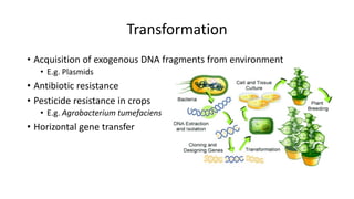 Transformation
• Acquisition of exogenous DNA fragments from environment
• E.g. Plasmids
• Antibiotic resistance
• Pesticide resistance in crops
• E.g. Agrobacterium tumefaciens
• Horizontal gene transfer
 