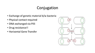 Conjugation
• Exchange of genetic material b/w bacteria
• Physical contact required
• DNA exchanged via Pilli
• Drug resistance!!
• Horizontal Gene Transfer
 